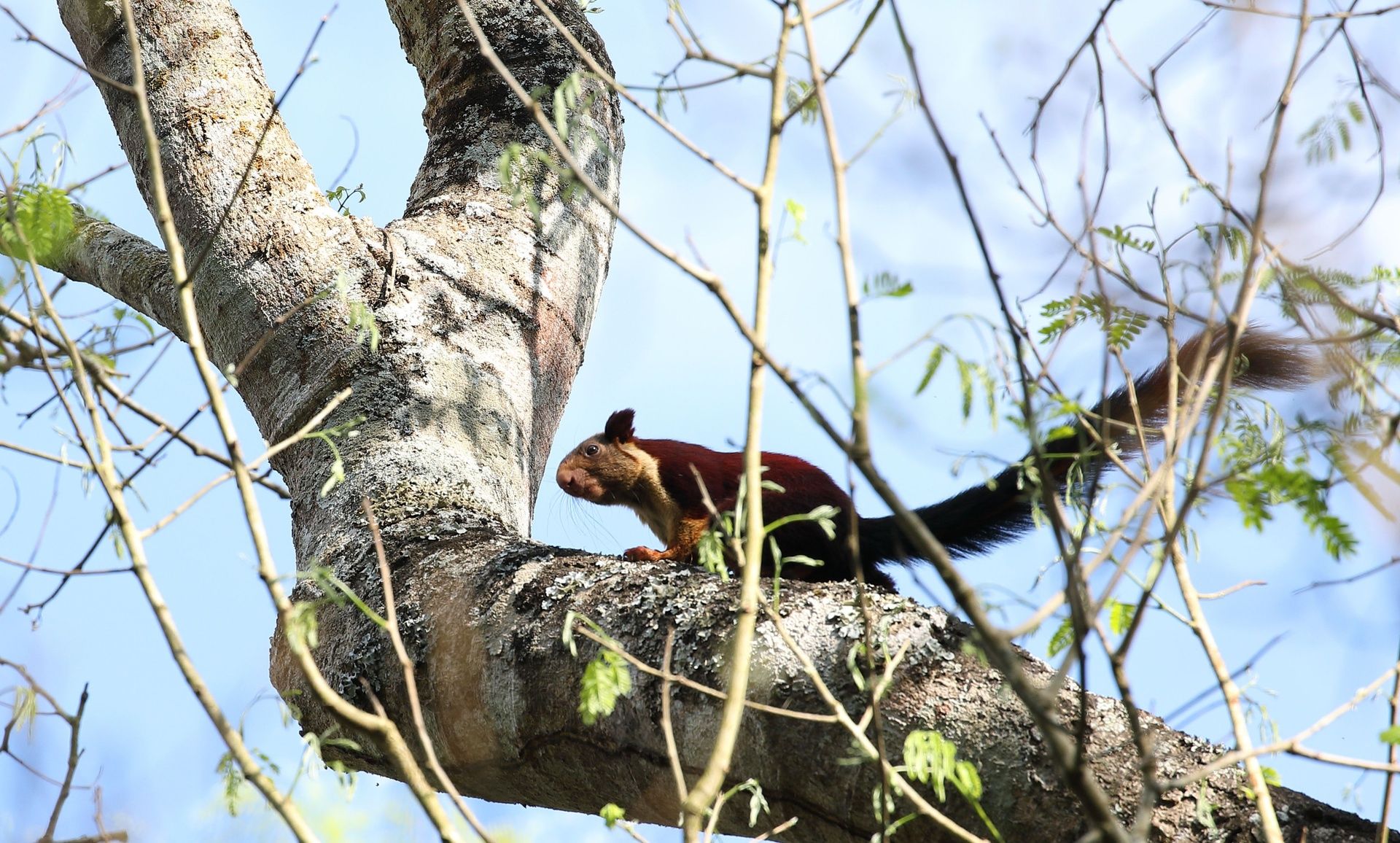 Indian Giant Squirrel on a tree branch, vibrant fur.