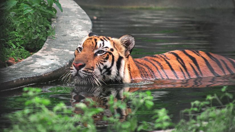 A Bengal tiger coming out of the water at a reserve in Tamil Nadu - places to visit near coimbatore - Ibex Stays & Trails, Coonoor (Leewood).