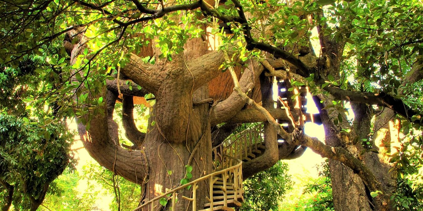 Treehouse with ladder leading to rooms