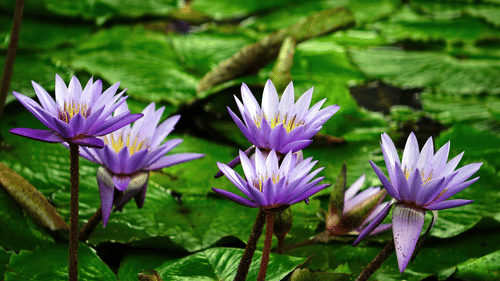 An image of water lilies in a lake