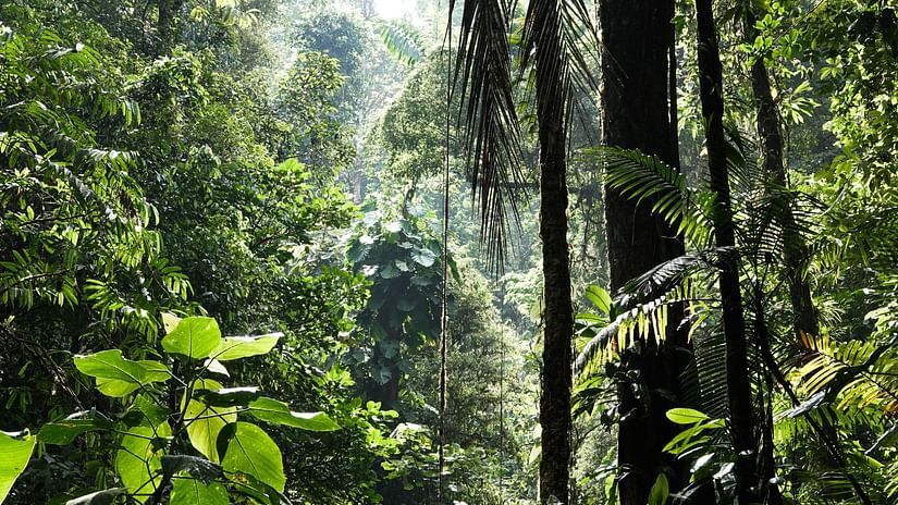 A view of rich biodiversity with trees and greenery around