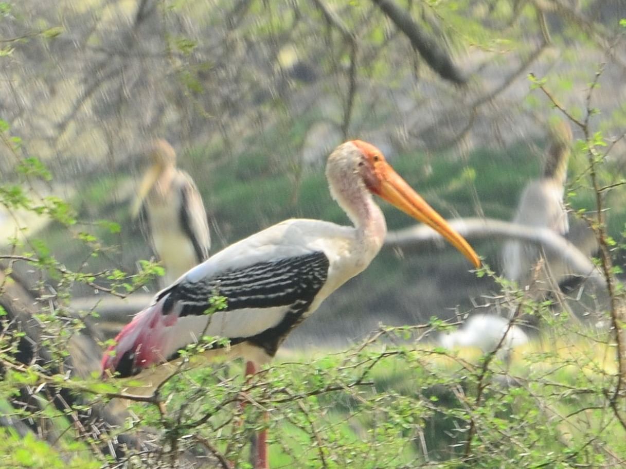 Image featuring Painted Stork perching on a branch, and two birds in the background