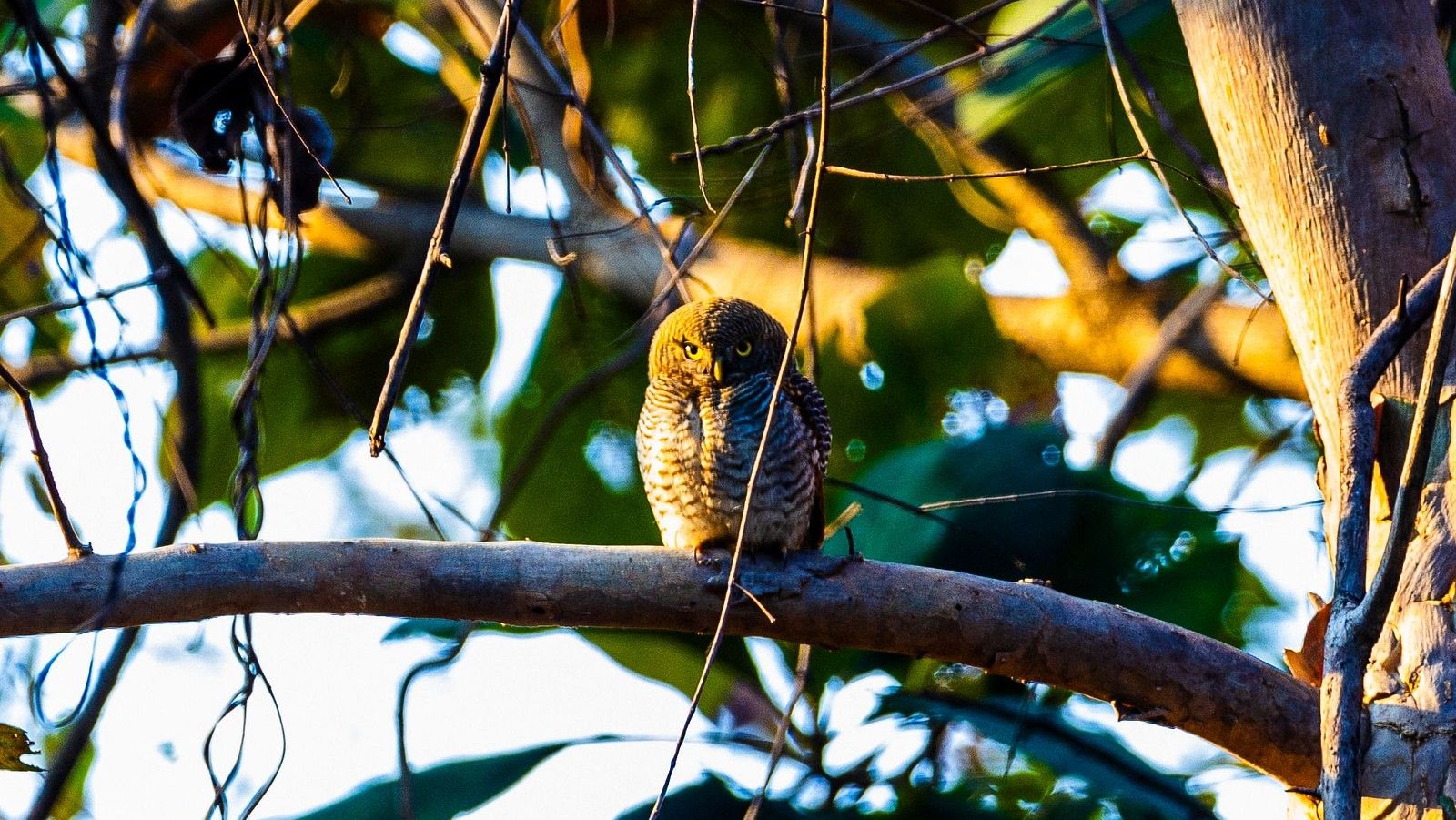 A bird perched on a branch at Tadoba Andhari Tiger Reserve.