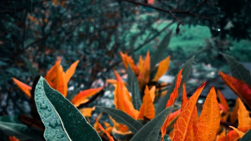 orange green plants 