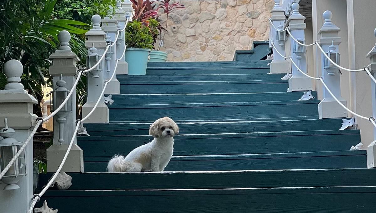 A staircase with white railing and small dog sitting mid-way | A Stone's Throw Away