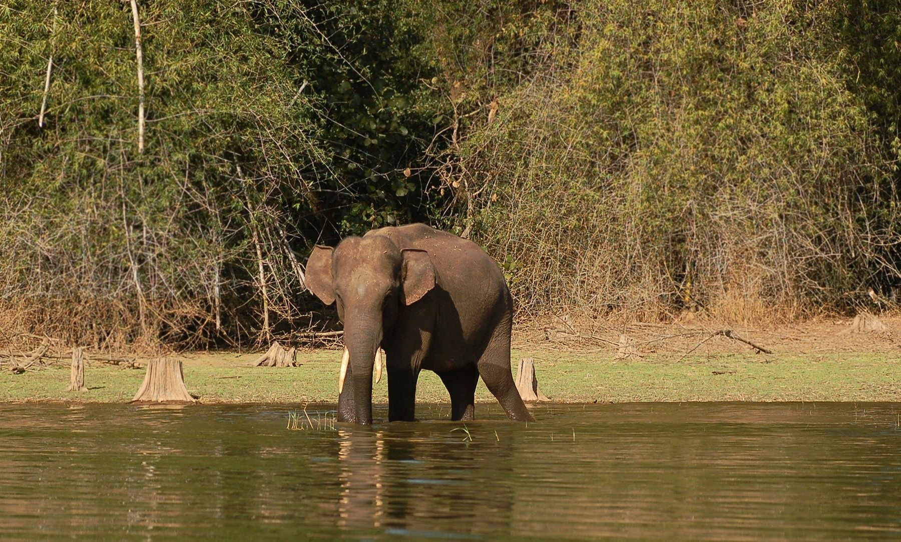 An elephant wading in Kabini water near a forest.