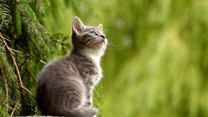 a cat gazing into the distance