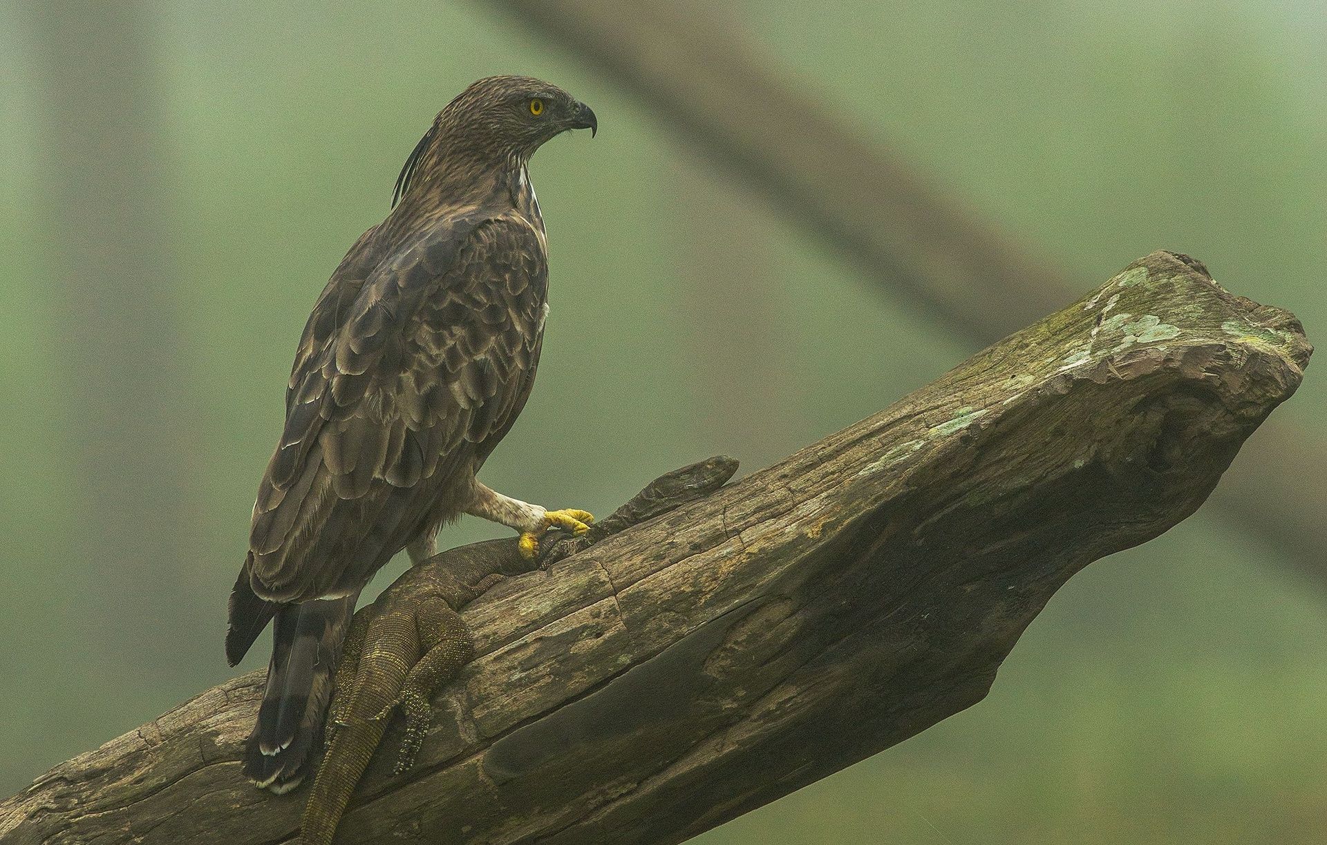 Hawk-eagle perched on a branch in a misty forest