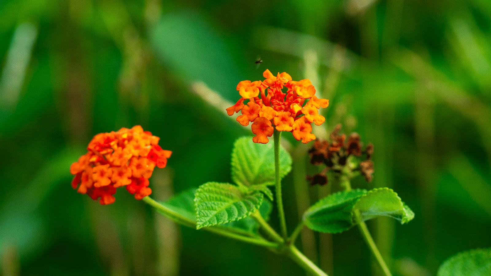 A cluster of small red and yellow flowers growing on thin stems, surrounded by broad green leaves, with a blurred green background.