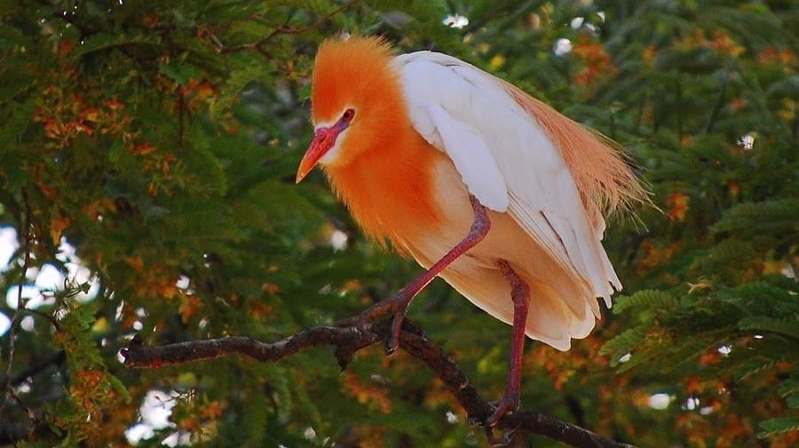 A close picture of  cattle egret perching on a small branch with the tree in background