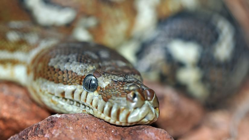 a python at mahavir sanctuary