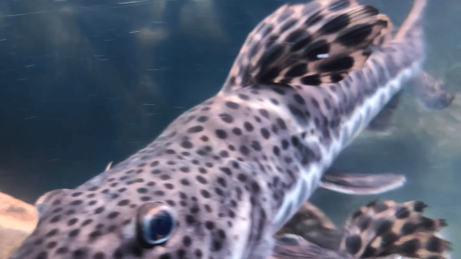 Close-up of a catfish with long whiskers in an aquarium at Bird Park - EsselWorld.