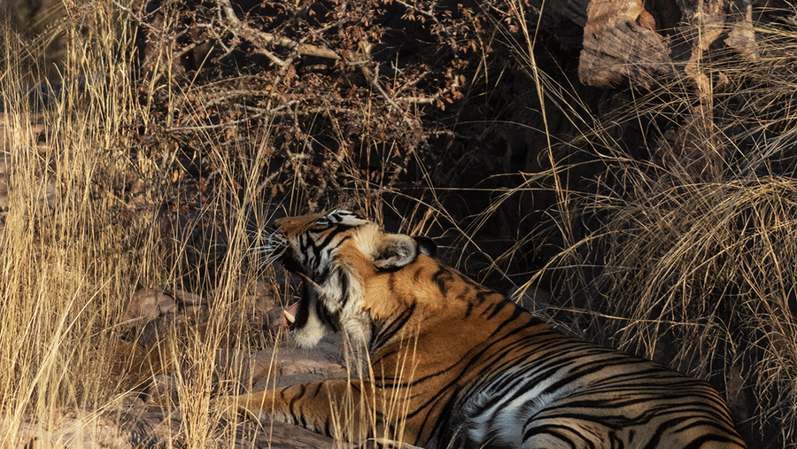 Wildlife Safari at Sariska Tiger Reserve-Surya Bagh Ajabgarh-Sariska