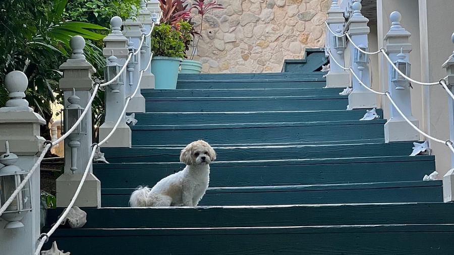 A staircase with white railing and small dog sitting mid-way | A Stone's Throw Away