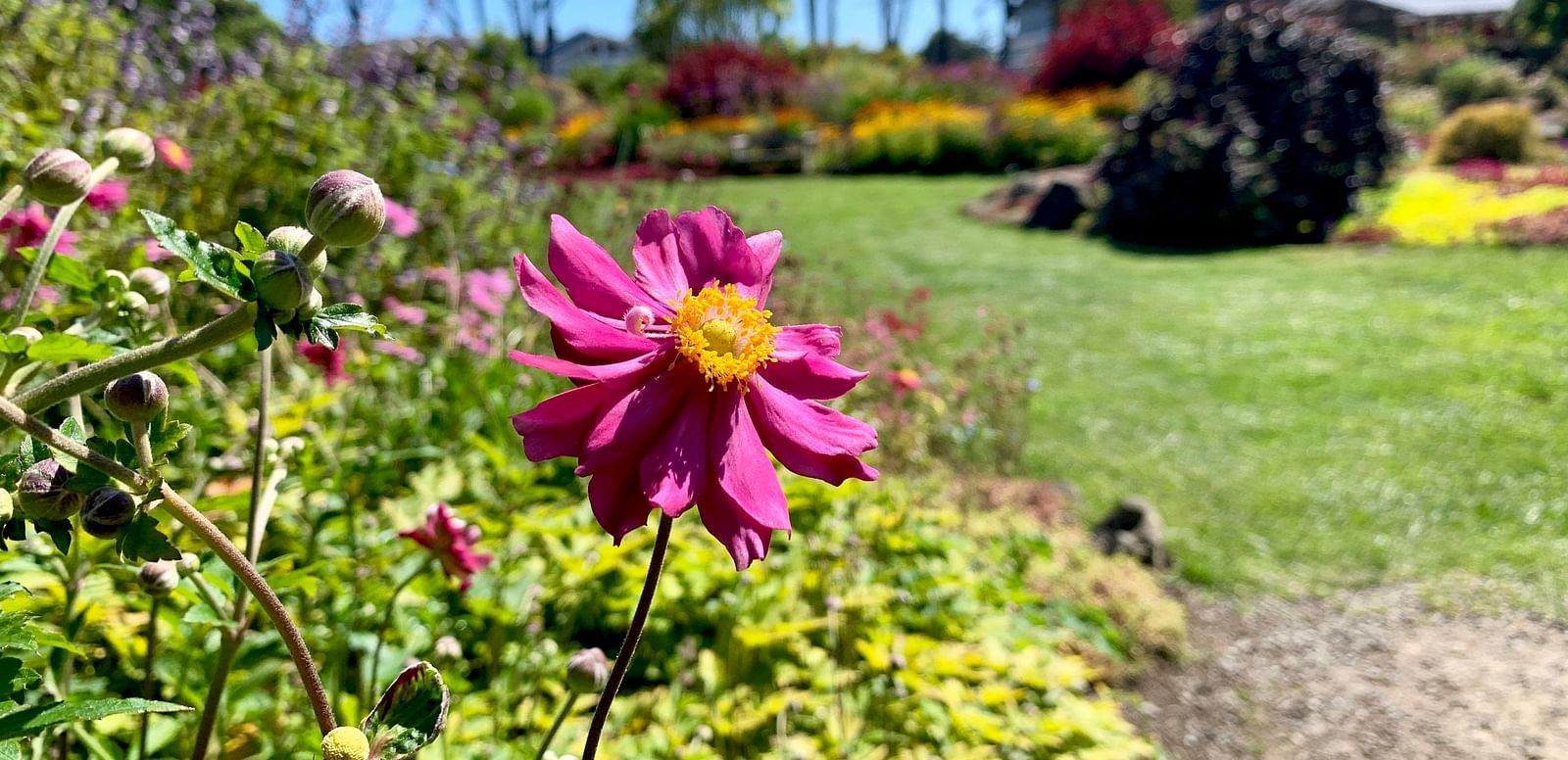 Purple anemone flower in a vibrant landscape, surrounded by lush greenery and trees