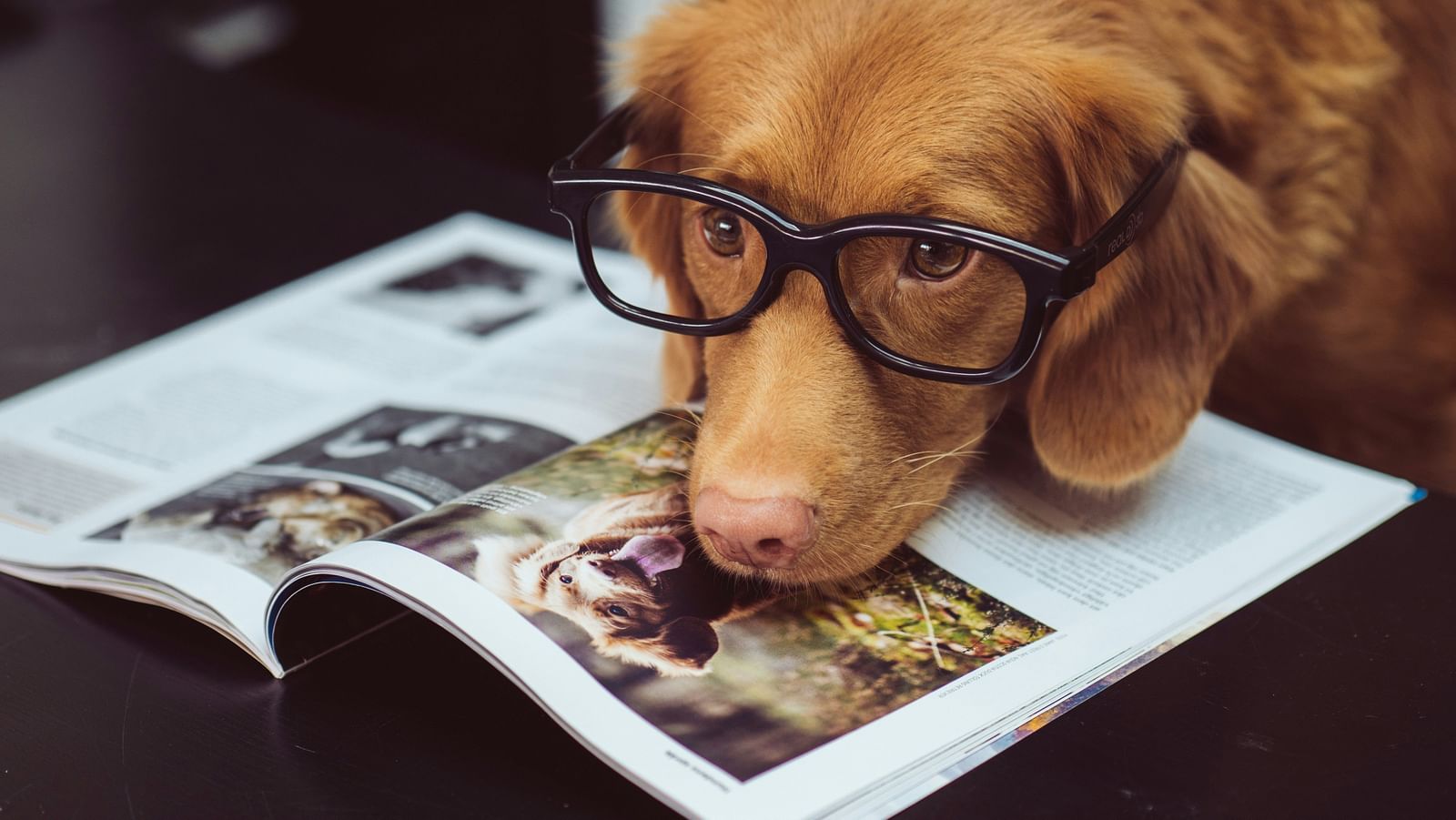 A dog wearing glasses laying on a magazine