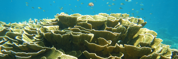 Close view of layered coral formations underwater near Barren Island at Barefoot Scuba Resort surrounded by clear blue sea.