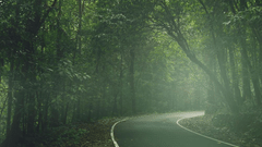 Scenic winding road through a dense, misty green forest, surrounded by lush foliage and soft natural light.