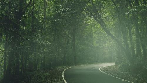 Scenic winding road through a dense, misty green forest, surrounded by lush foliage and soft natural light.