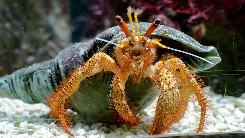 An image of the under water creatures