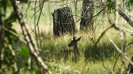A young deer is partially obscured, lying down in tall, sunlit green and yellow grass with only its head and neck visible.