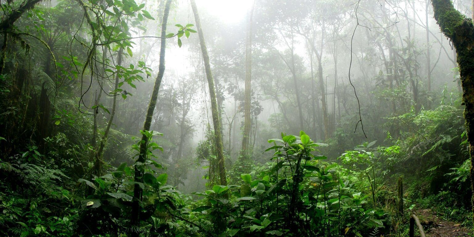 An image of dense forest clouded by mist during the monsoon 