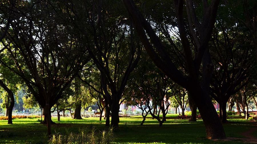 an image of a park decked with trees during daytime