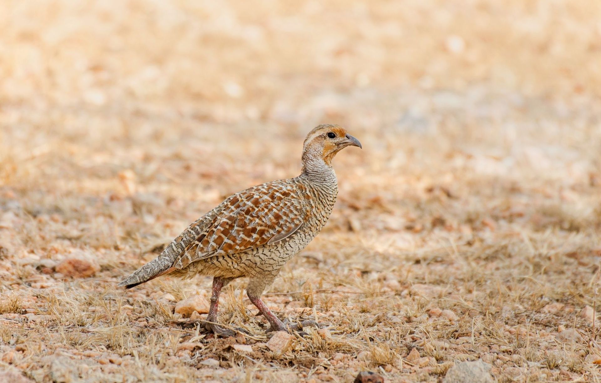 Grey Francolin bird standing on dry ground in Hampi.