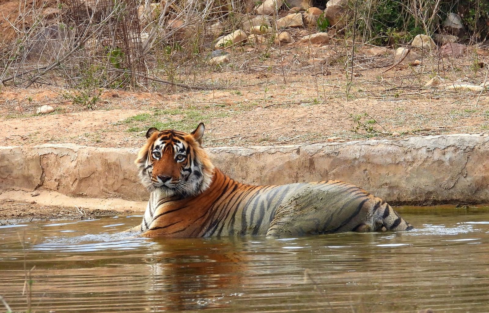 An overview of a tiger resting in a water body in Sariska Tiger Reserve - Utsav Camp Sariska.