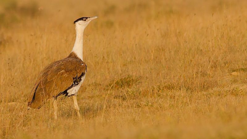 An image of the Great Indian bustard standing on a arid field