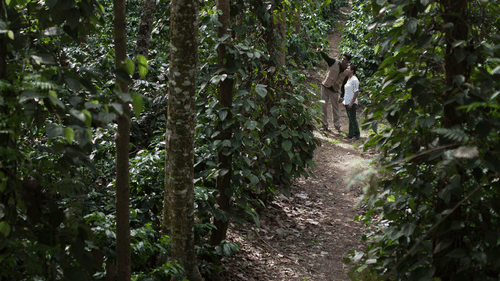 A dirt path winding through a dense forest or plantation. In the background, two people stand together on the trail.