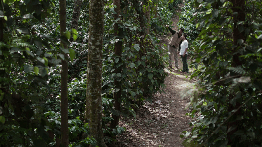 A dirt path winding through a dense forest or plantation. In the background, two people stand together on the trail.