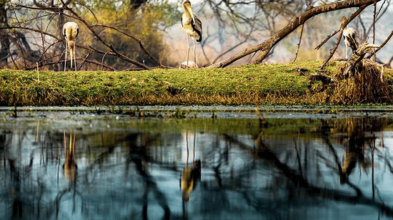 Birding at Kalakho Lake - Dausa Rajasthan