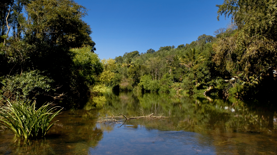 Still river reflecting trees and foliage in a quiet forest setting.