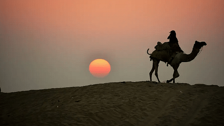 A camel walking through the desert during sunset