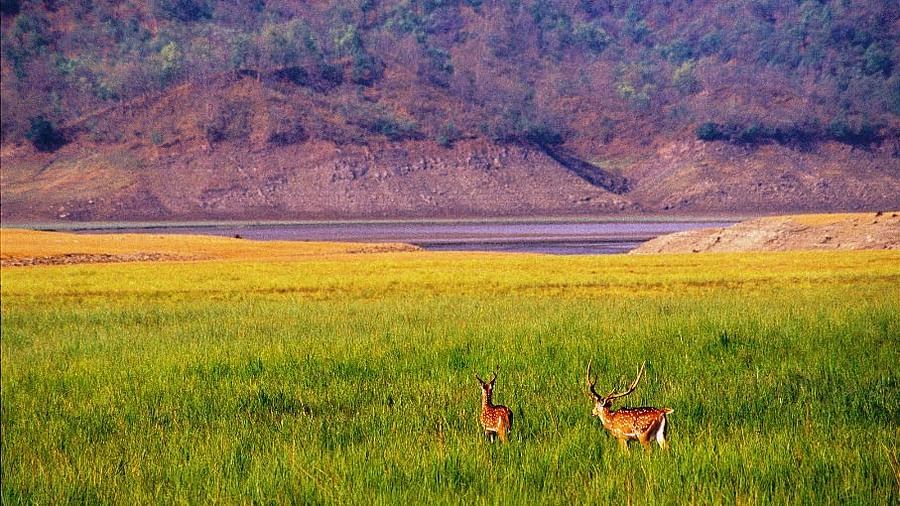 An image of two deer playing on the crop field, beyond that there is a river and a steep mountain