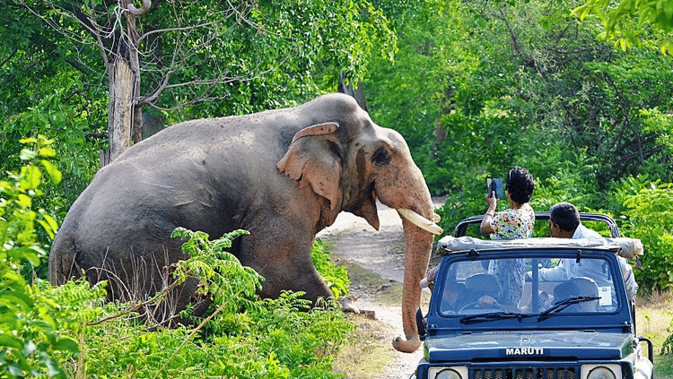 Recreation at the golden tusk Jim Corbett, Activities in Jim Corbett 9