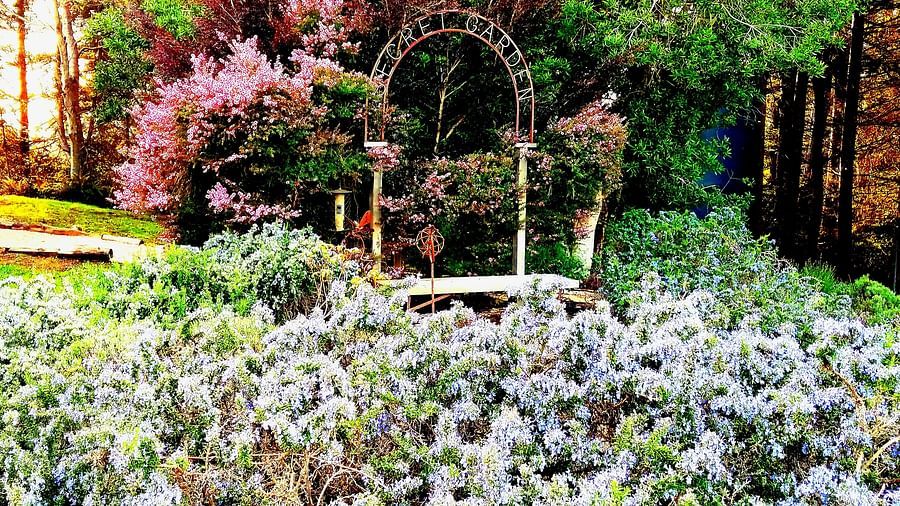 A lush garden with colourful flowers and a small archway - Brewery Gulch Inn & Spa