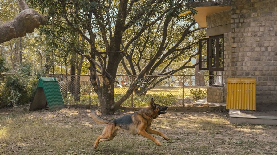 A dog running in a grassy area with trees and a yellow bin, daytime setting.