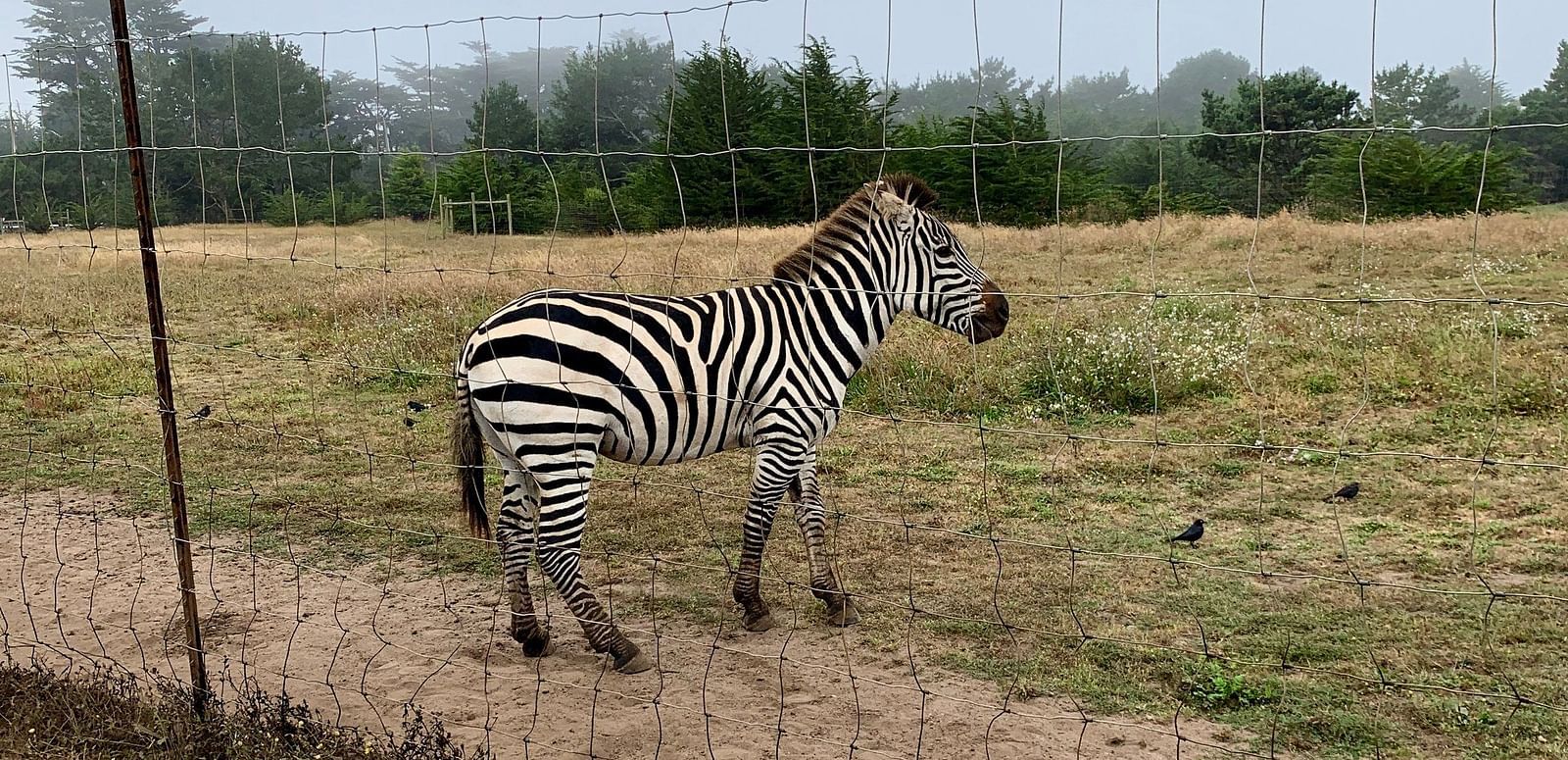 A zebra stands in a grassy field next to a wire fence, with trees visible in the background under an overcast sky.