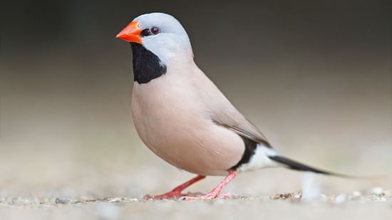 LONG-TAILED FINCH