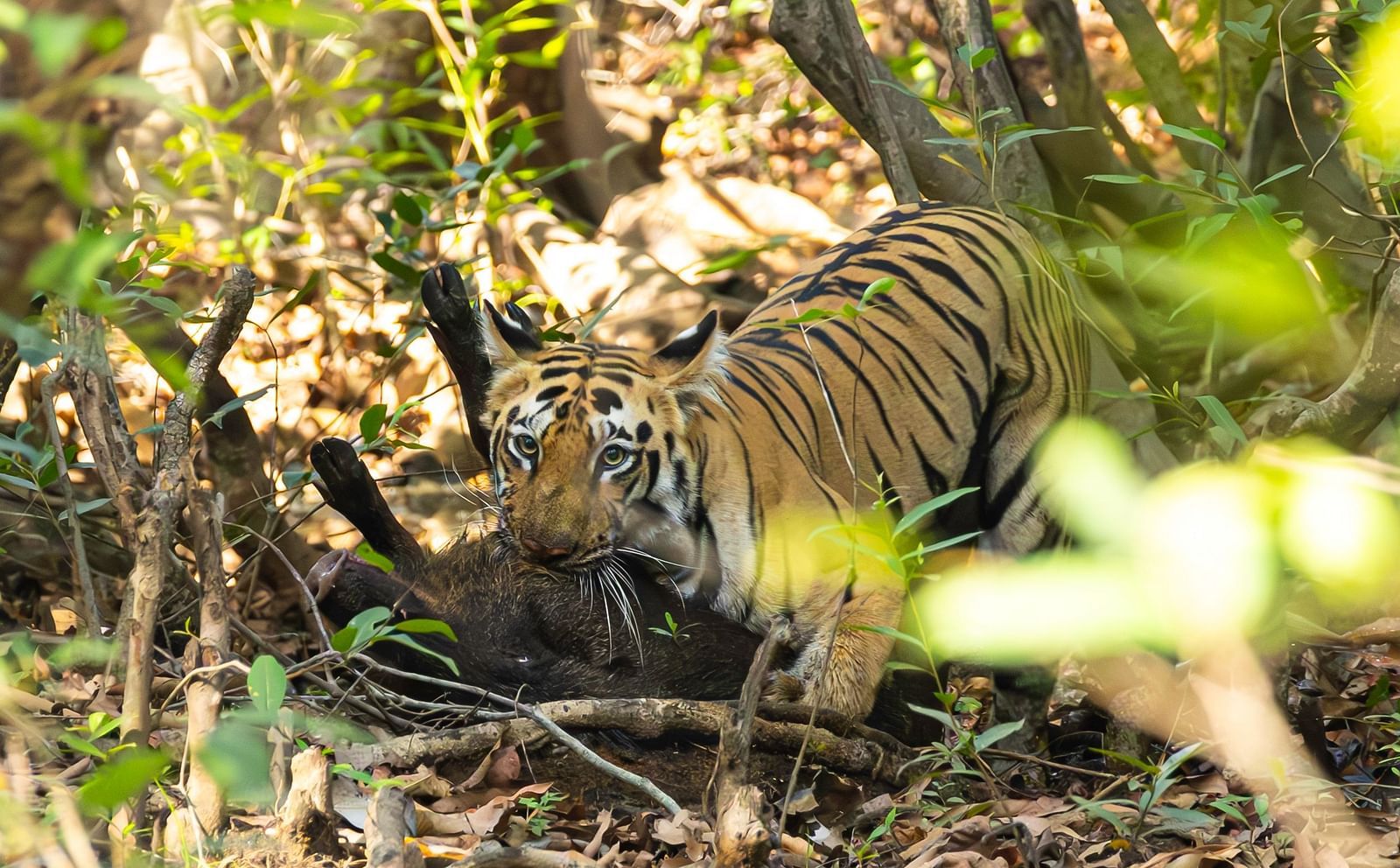 Image of a Bengal tiger in a forest at Trees N Tigers, Tadoba.