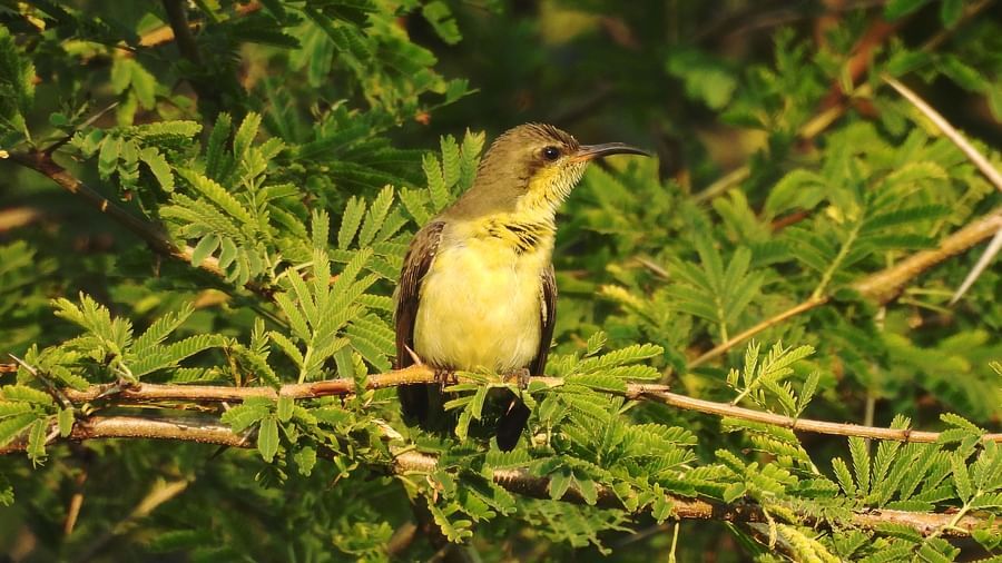 A small bird comfortably nestled among dense tree branches.