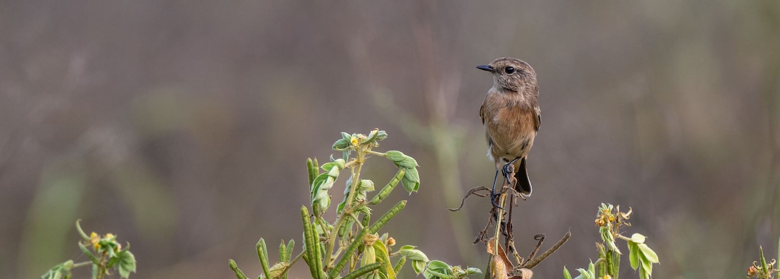 An image of a bird sitting on the branch of a tree