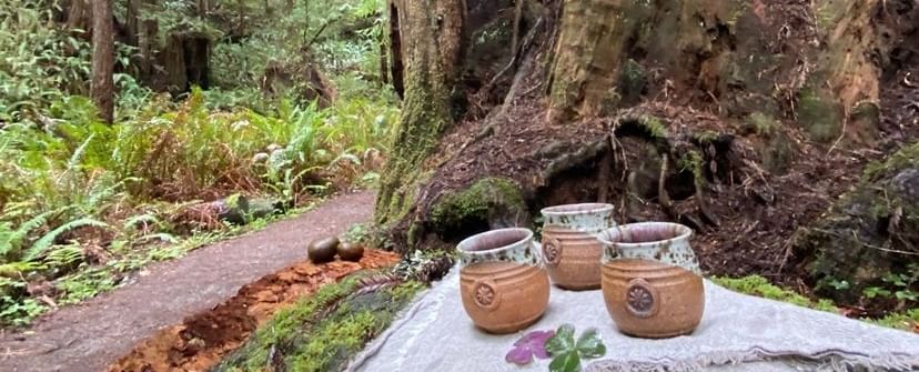 Forest bathing setup amid lush greenery at Van Damme State Park