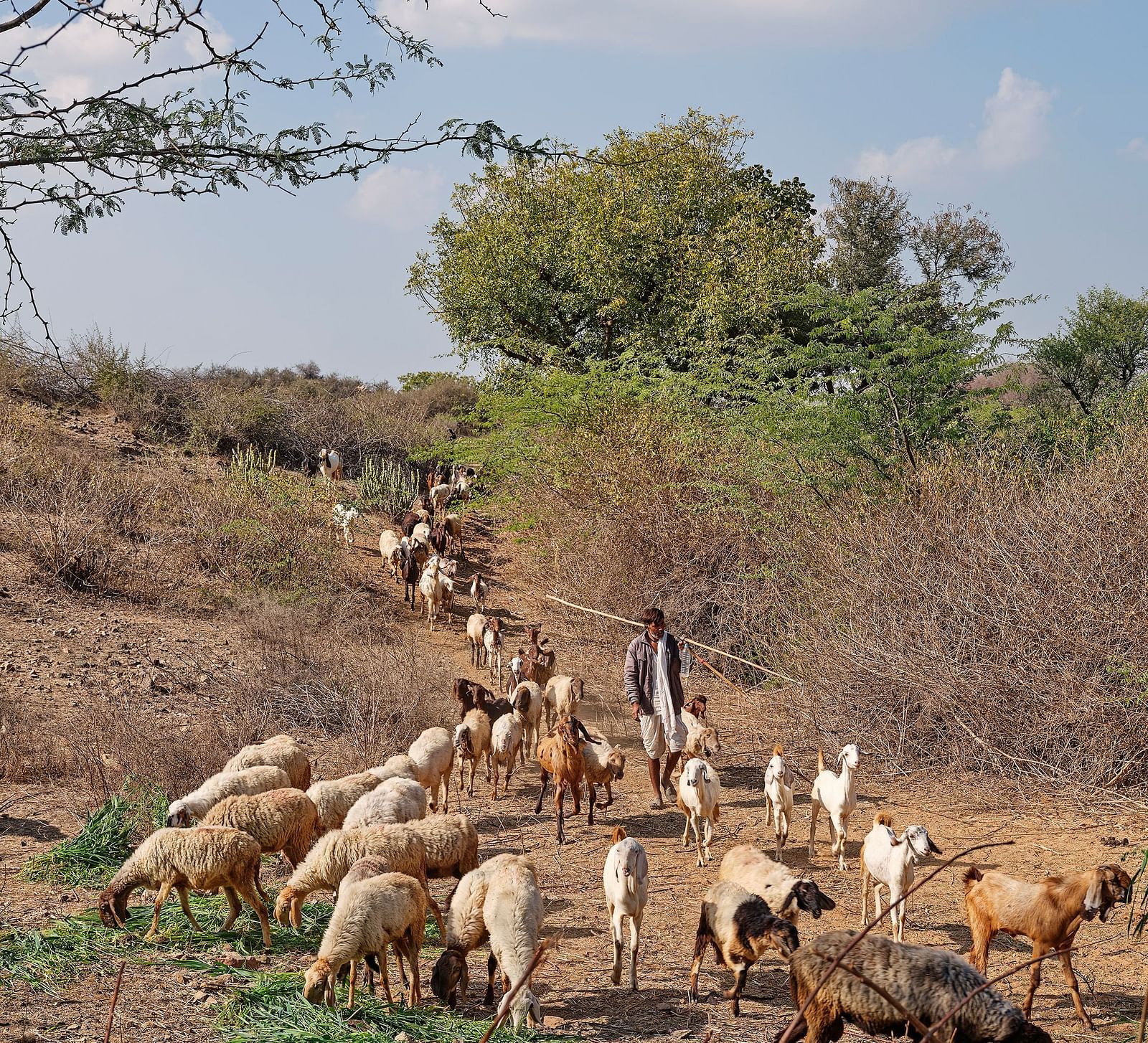 image of a shepherd with a herd of sheep coming downhill