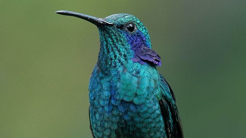 a blue-green bird perched on a branch with the background blurred