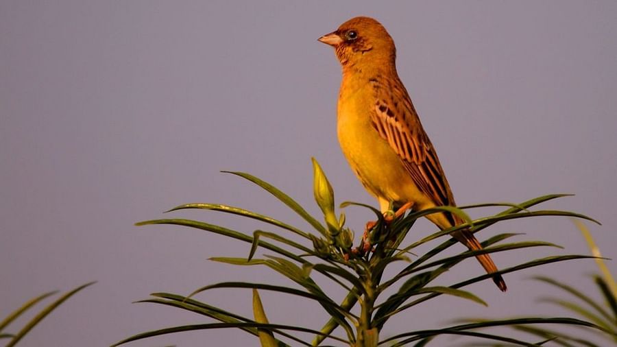 Red-Headed bunting-Reni Pani Jungle Lodge-things to do in satpura