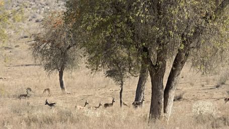 A wide shot of antelopes grazing near some trees in a dry, grassy field in Rajasthan, India.