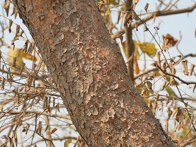 A picture featuring a close-up of a tree and  boswellia serrata